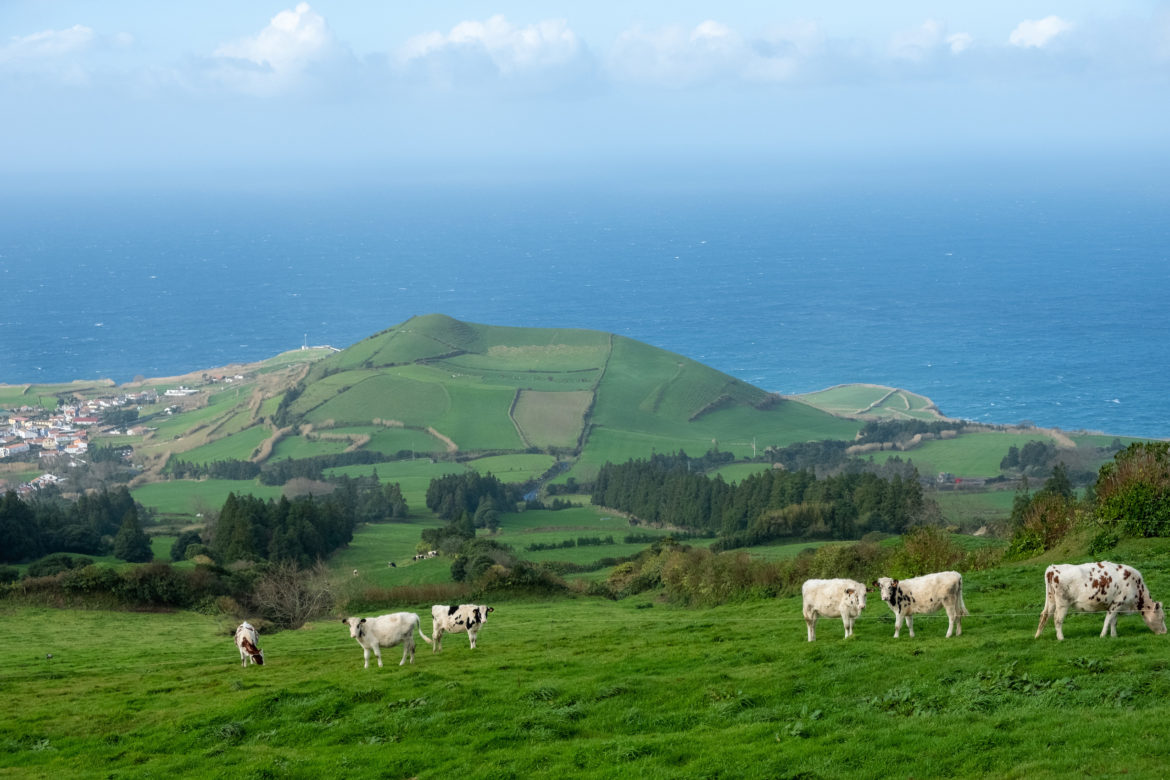 Бесплатные сервисы для самостоятельного изучения европейского португальского Азорские коровы пасутся на зеленом склоне